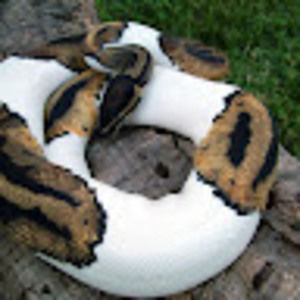 Meet your Posher, Evan